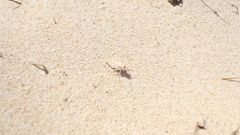 Sphingonotus imitans