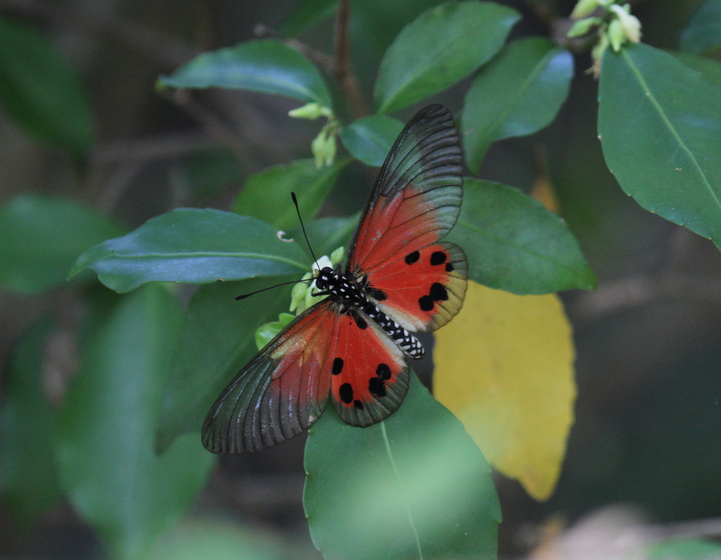 Acraea dammii