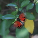 Acraea dammii - Photo (c) Phil Boyle, alguns direitos reservados (CC BY-NC), uploaded by Phil Boyle
