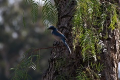 Aphelocoma californica