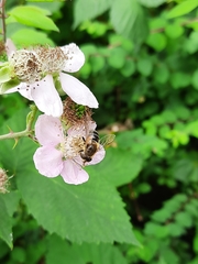 Eristalis nemorum