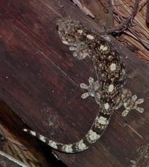 Homopholis walbergii