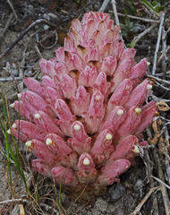 Hyobanche robusta