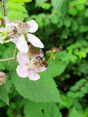 Eristalis nemorum