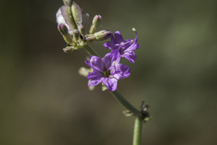 Acleisanthes chenopodioides