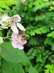 Eristalis nemorum