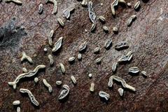 Physarum hongkongense