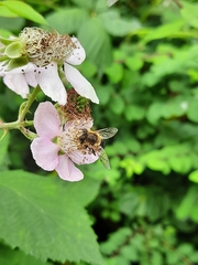 Eristalis nemorum
