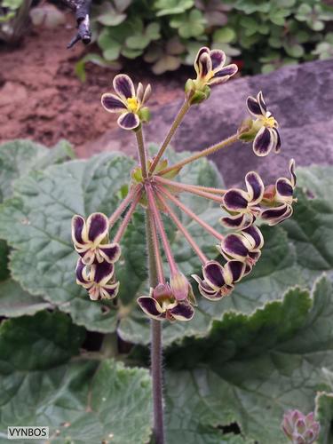 Pelargonium lobatum 3