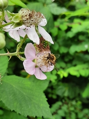 Eristalis nemorum