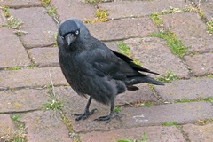 Corvus monedula