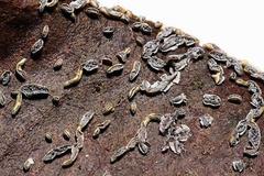 Physarum hongkongense