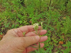 Brickellia eupatorioides texana