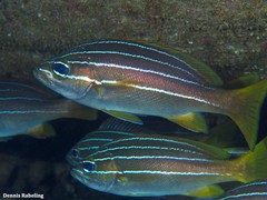 Parapristipoma octolineatum