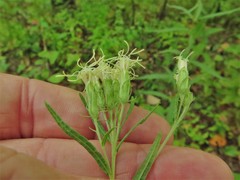 Brickellia eupatorioides texana