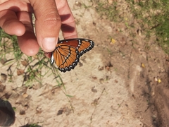 Limenitis archippus obsoleta