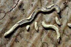 Physarum hongkongense