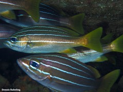 Parapristipoma octolineatum