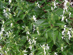 Hypoestes aristata alba