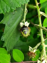 Nezara viridula