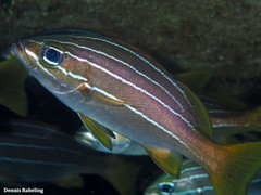 Parapristipoma octolineatum