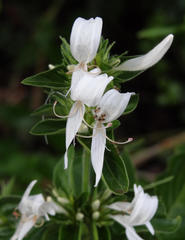 Hypoestes aristata alba