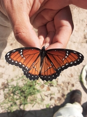 Limenitis archippus obsoleta