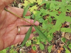 Brickellia eupatorioides texana