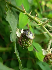 Nezara viridula
