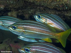 Parapristipoma octolineatum