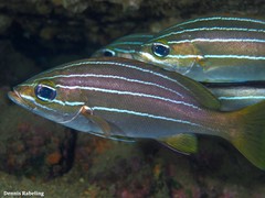 Parapristipoma octolineatum
