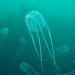 Box Jellies - Photo (c) Peter Southwood, some rights reserved (CC BY-SA), uploaded by Peter Southwood