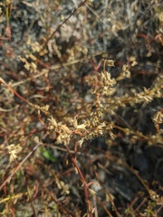 Stachys angustifolia