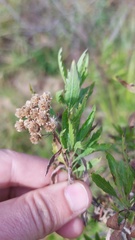 Nidorella ivifolia