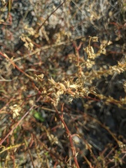Stachys angustifolia