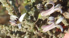 Cyphia digitata digitata