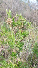 Nidorella ivifolia