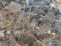 Stachys angustifolia
