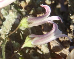 Cyphia digitata digitata