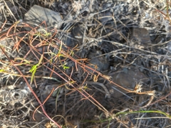 Stachys angustifolia