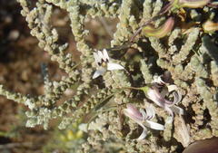 Cyphia digitata digitata