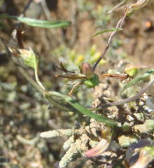 Cyphia digitata digitata