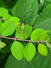 Leptophyes punctatissima