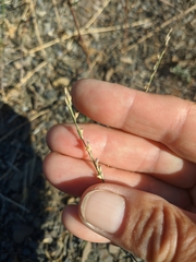 Bufonia parviflora