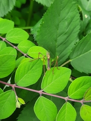 Leptophyes punctatissima