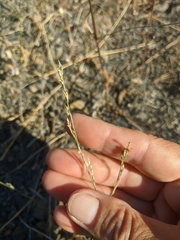 Bufonia parviflora