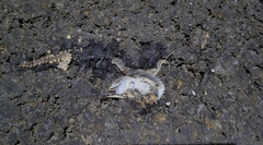 Takydromus septentrionalis