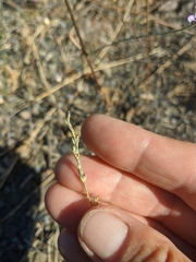 Bufonia parviflora