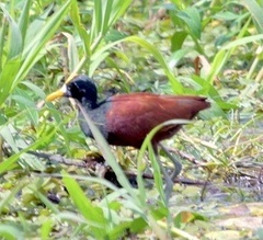 Jacana spinosa