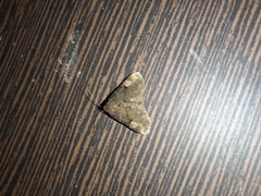 Erebidae